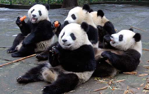 Панды едят морковки в центре разведения панд в Яане, Китай.